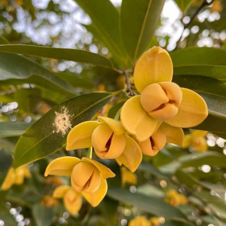 Rumdul Fruit Plant (Sphaerocoryne Affinis)