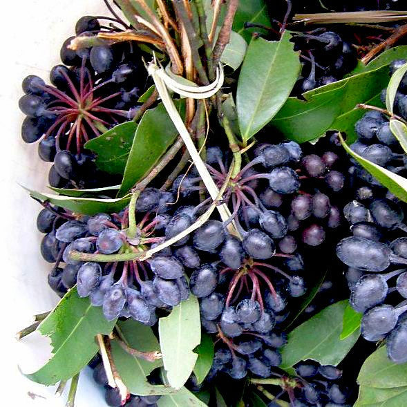 Rumdul Fruit Plant (Sphaerocoryne Affinis)