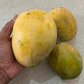 Rajapuri Mango Live Plant (Mangifera indica)