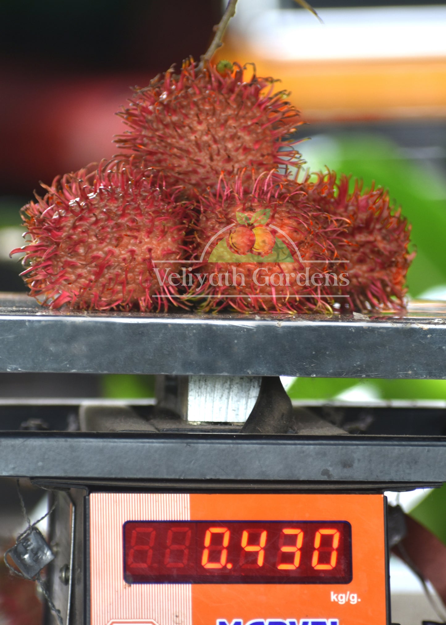 Rambutan Caesar Live Plants (Red) – veliyathgardens