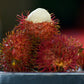 Rambutan Caesar Live Plants (Red)