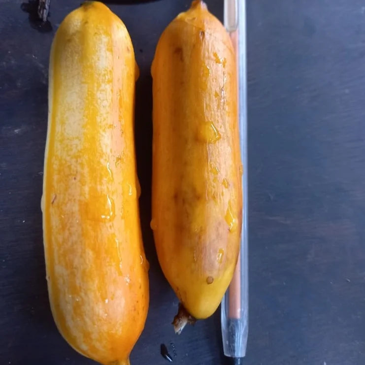 Randia ruiziana Live Plant (Rosenbergiodendron longiflorum)