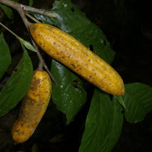 Randia ruiziana Live Plant (Rosenbergiodendron longiflorum)