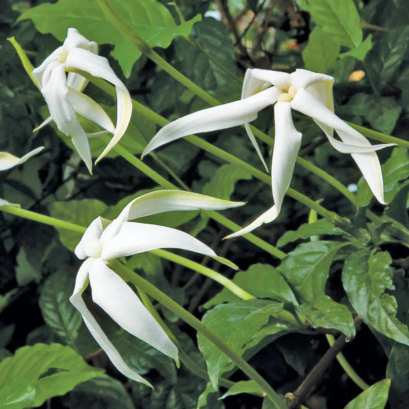 Randia ruiziana Live Plant (Rosenbergiodendron longiflorum)