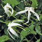 Randia ruiziana Live Plant (Rosenbergiodendron longiflorum)