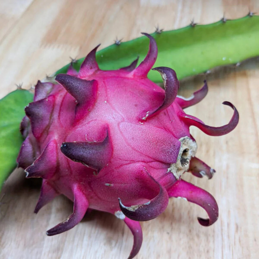 Red Jaina Dragon Fruit (Selenicereus undatus)