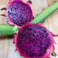 Red Jaina Dragon Fruit (Selenicereus undatus)