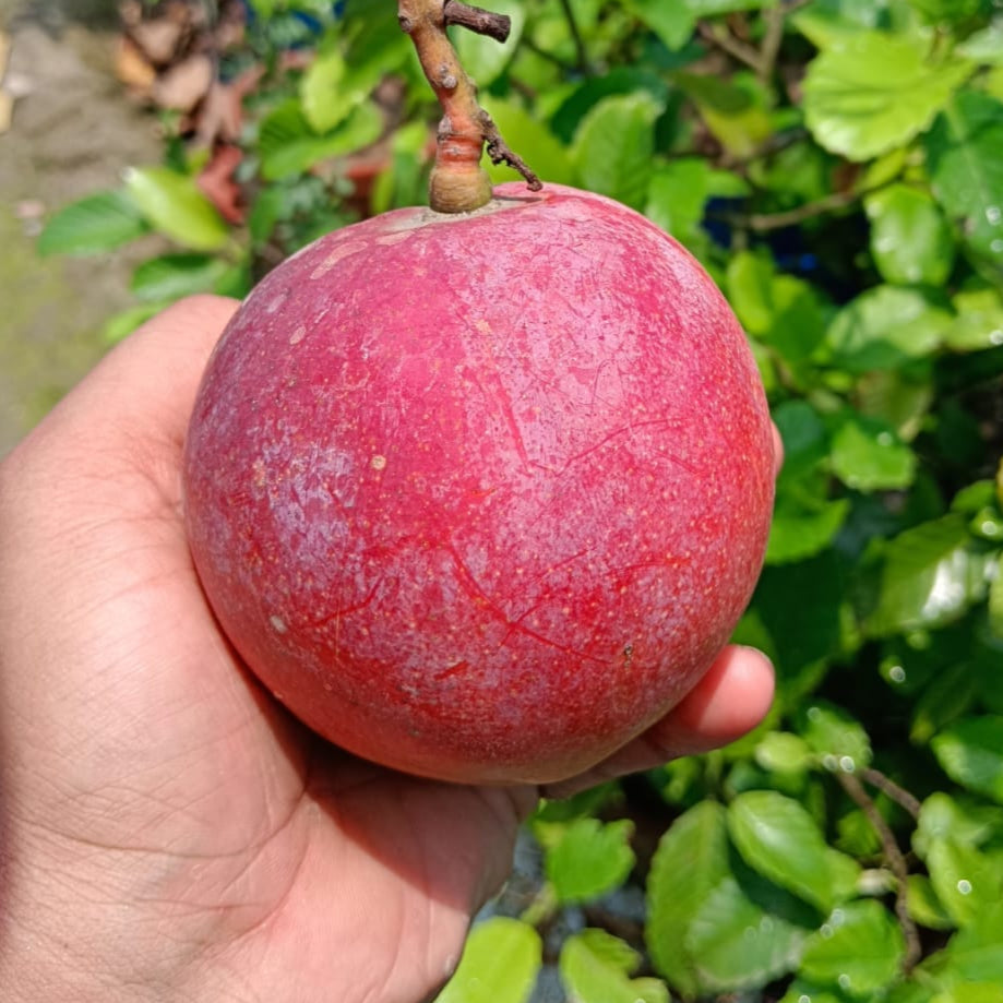 Red Palmer Mango Live Plant