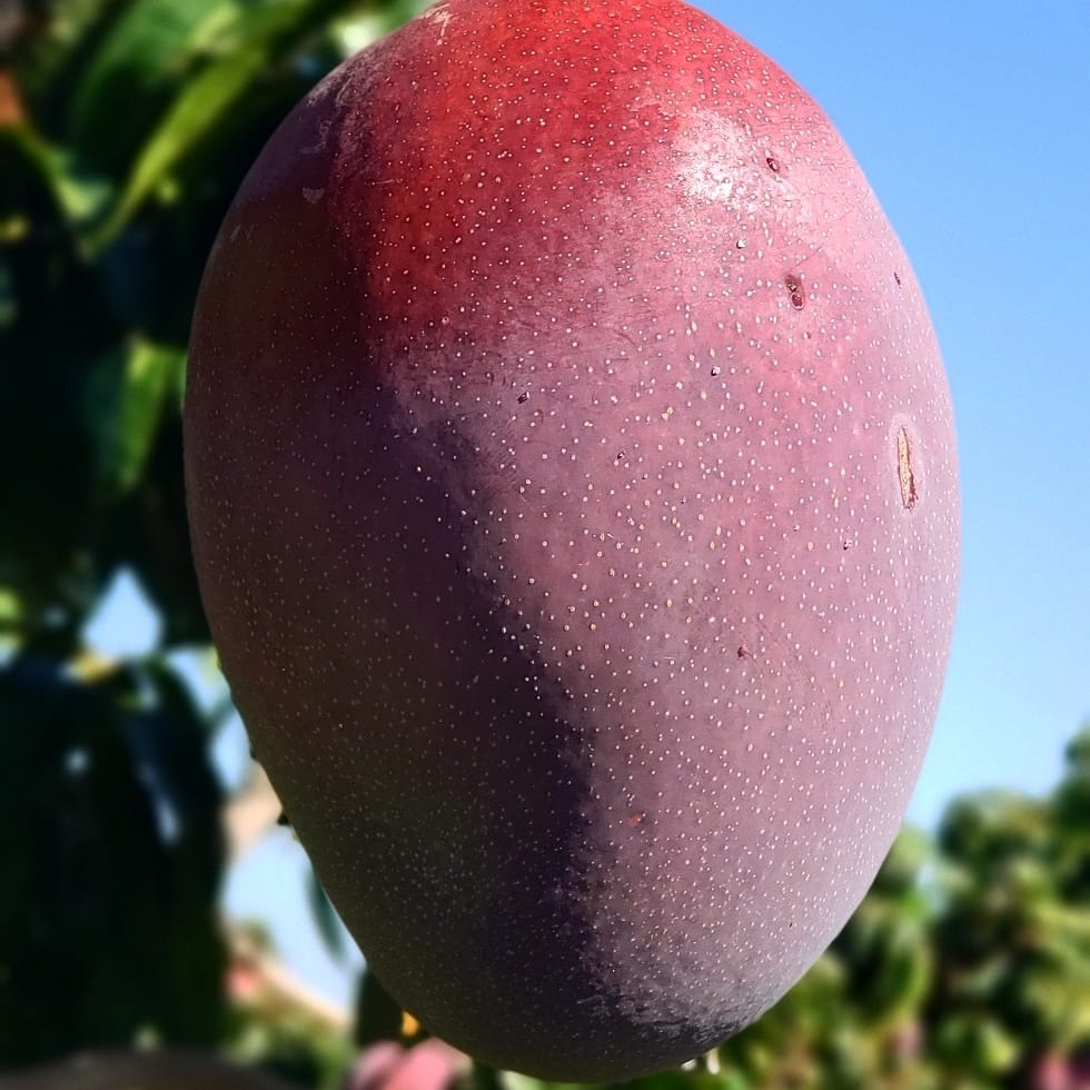 Red Palmer Mango Live Plant