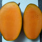 Red Palmer Mango Live Plant