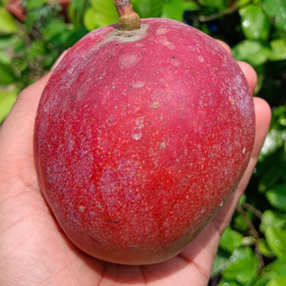 Red Palmer Mango Live Plant