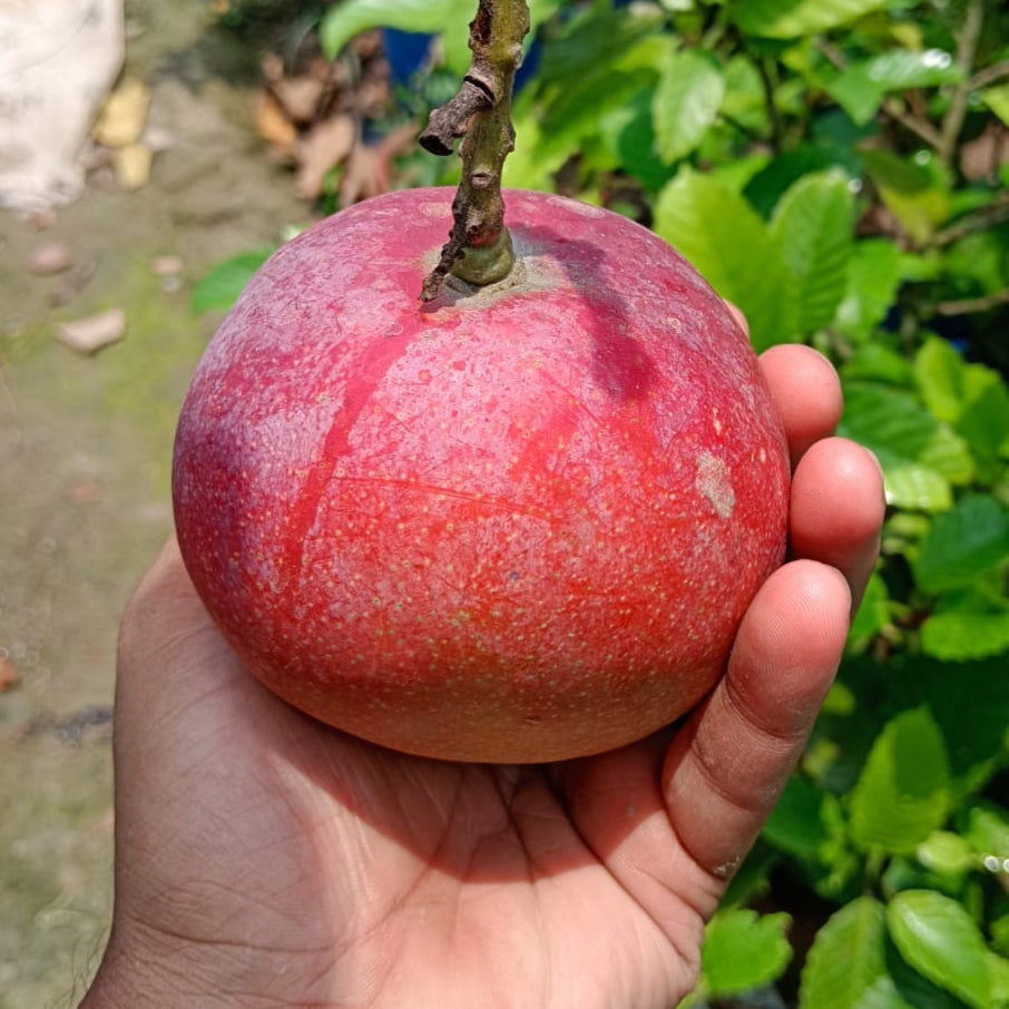 Red Palmer Mango Live Plant