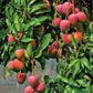 Red Palmer Mango Live Plant