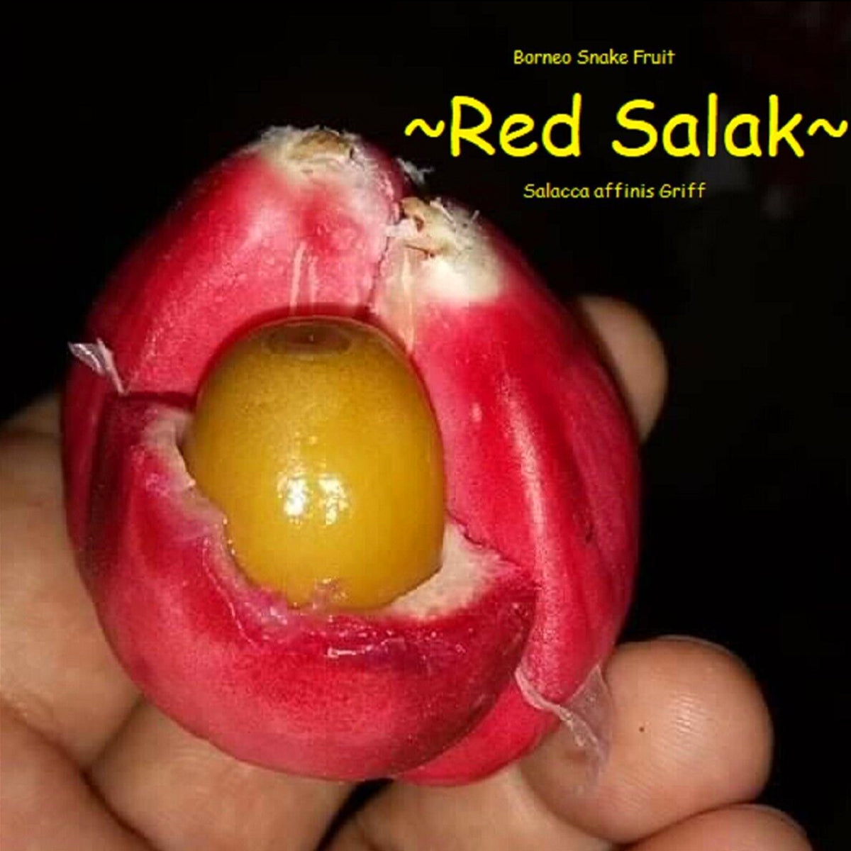 Red Salak fruit (Salacca Zalacca)