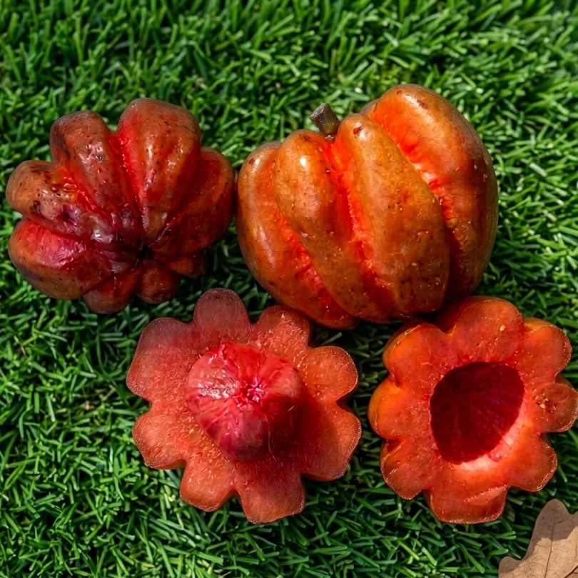 Red Garcinia (Garcinia Cambogia) Live Plants