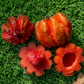 Red Garcinia (Garcinia Cambogia) Live Plants