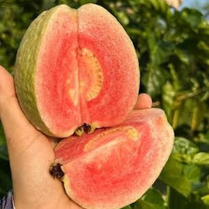 Red King Guava Fruit Plant (Psidium guajava)