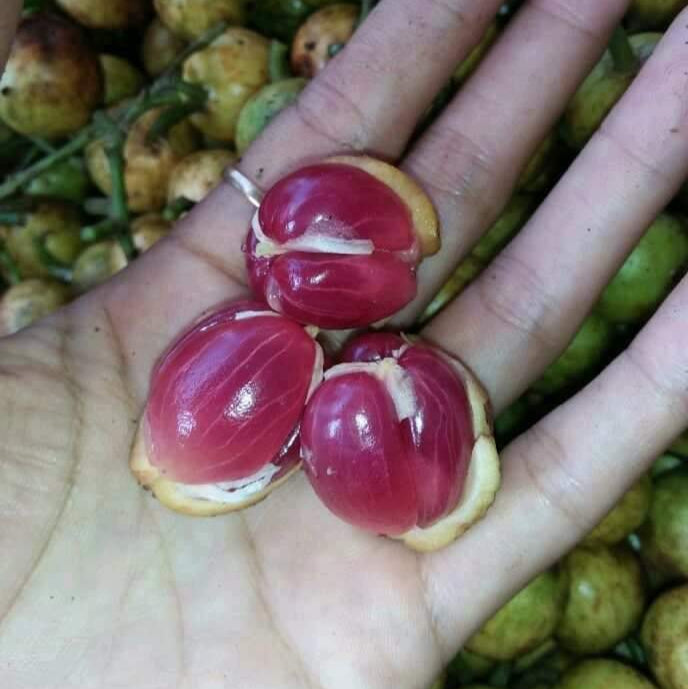 Red Rambai Fruit Plants (Baccaurea Motleyana)