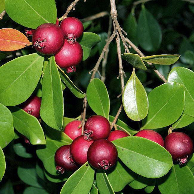 Red strawberry guava Live Plant (Psidium Cattleianum)