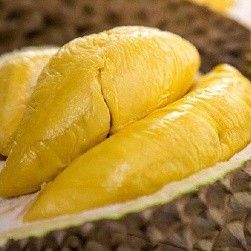 Ri6 Durian Live Plant ( Durio zibethinus)