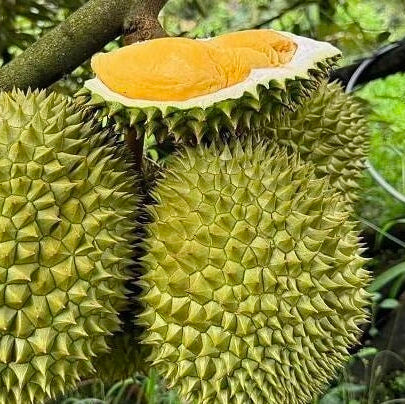 Ri6 Durian Live Plant ( Durio zibethinus)