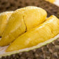 Ri6 Durian Live Plant ( Durio zibethinus)