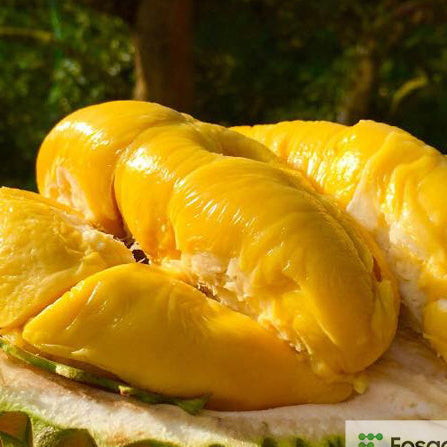 Ri6 Durian Live Plant ( Durio zibethinus)