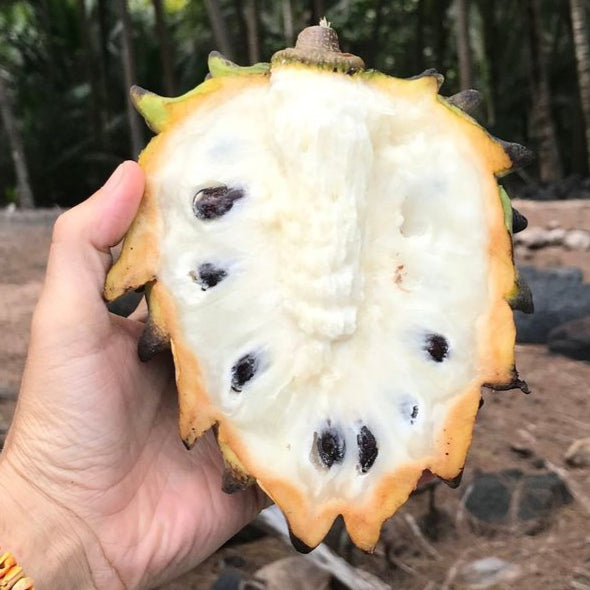 Rollinia Fruit Plants (Rollinia Deliciosa) – veliyathgardens