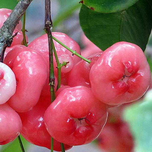 Rose Chamba Live Plants