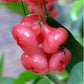 Rose Chamba Live Plants