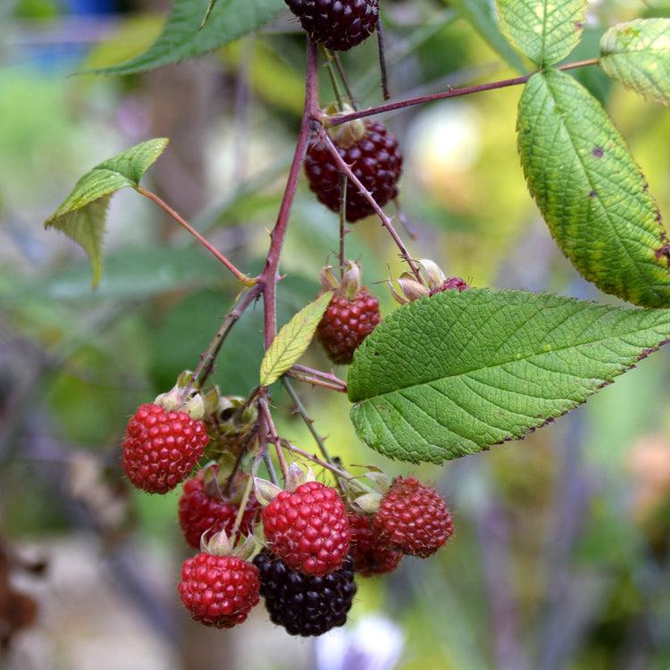 Rubus glaucus Live Plant (Rubus glaucus) – veliyathgardens