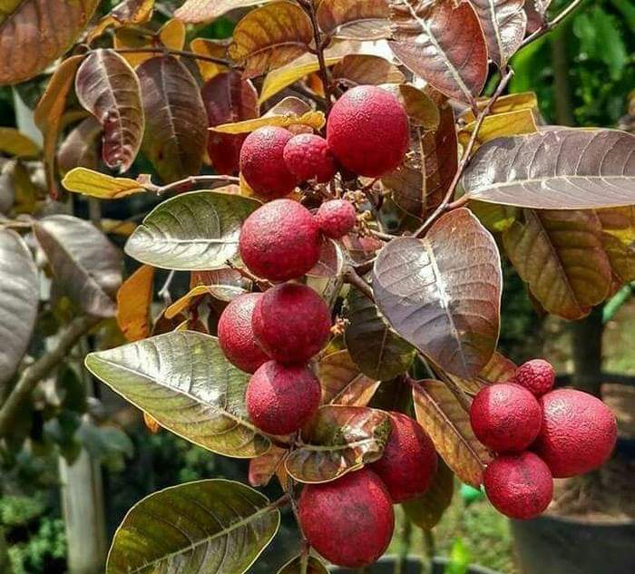 Ruby Longan Fruit Plant ( Dimocarpus longan)