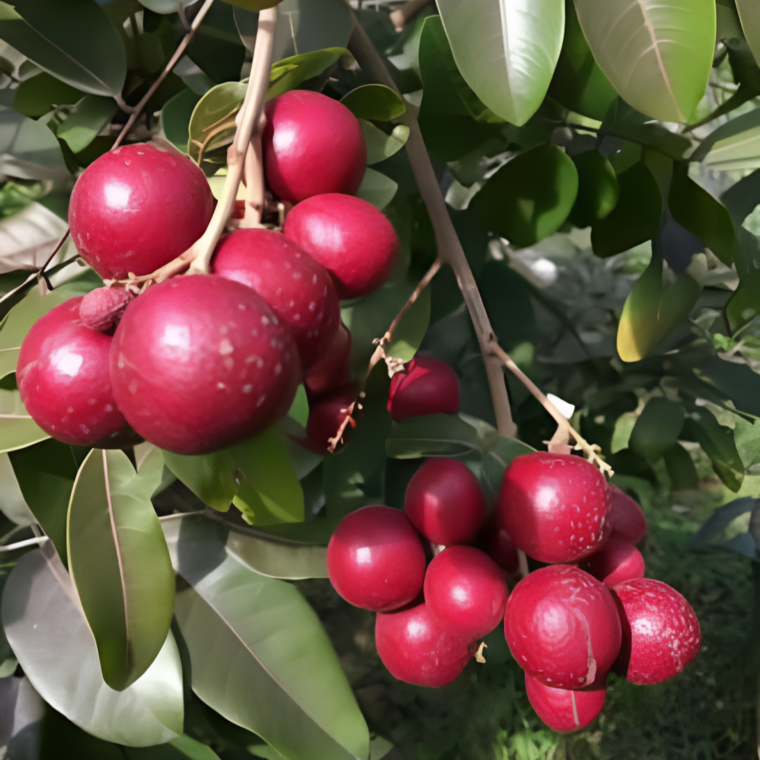 Ruby Longan Fruit Plant ( Dimocarpus longan)