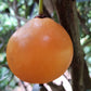 Russell Sweet Garcinia Fruit Plants (Garcinia Russelii)
