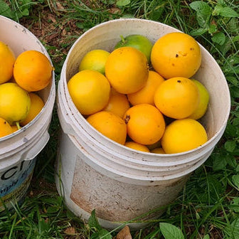 Russell Sweet Garcinia Fruit Plants (Garcinia Russelii)