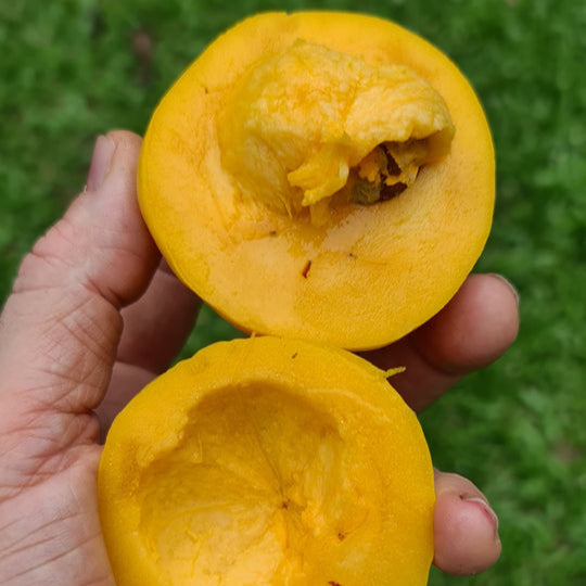 Russell Sweet Garcinia Fruit Plants (Garcinia Russelii)