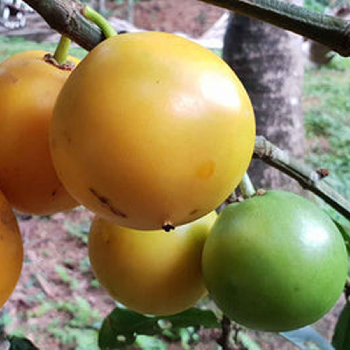 Russell Sweet Garcinia Fruit Plants (Garcinia Russelii)