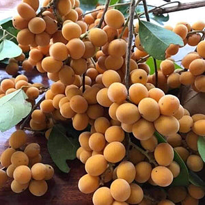 Sdok Fruit Plant