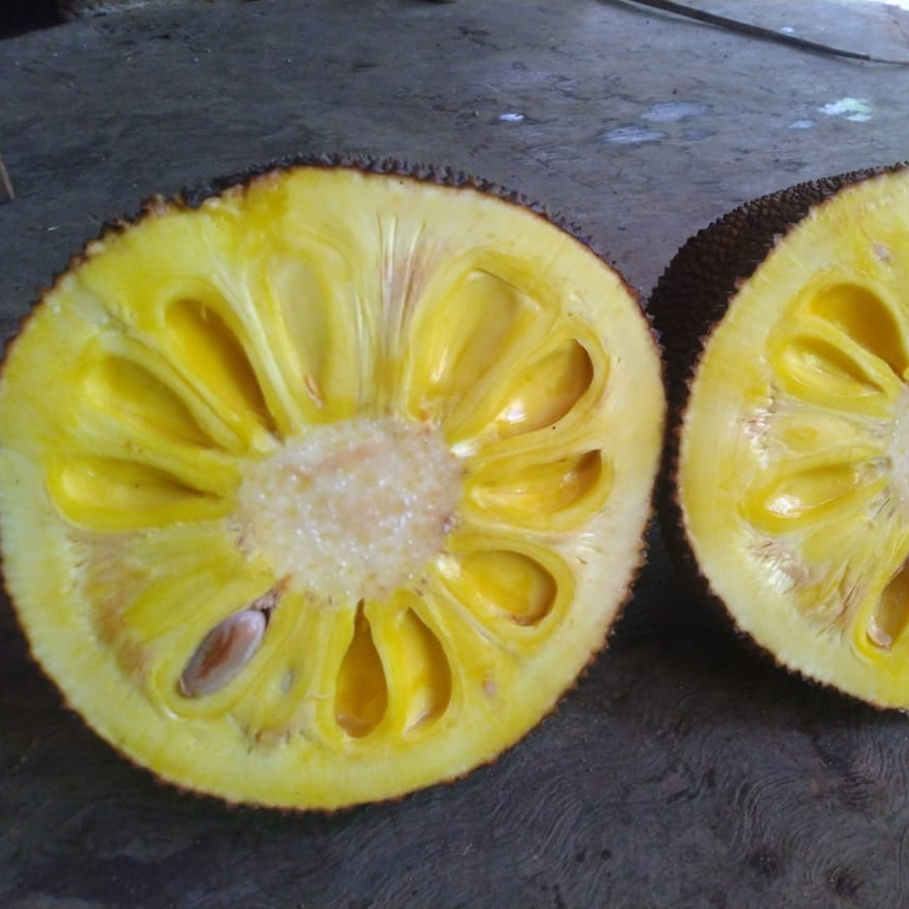 Sampoorna Jack Live Plant (Artocarpus heterophyllus)