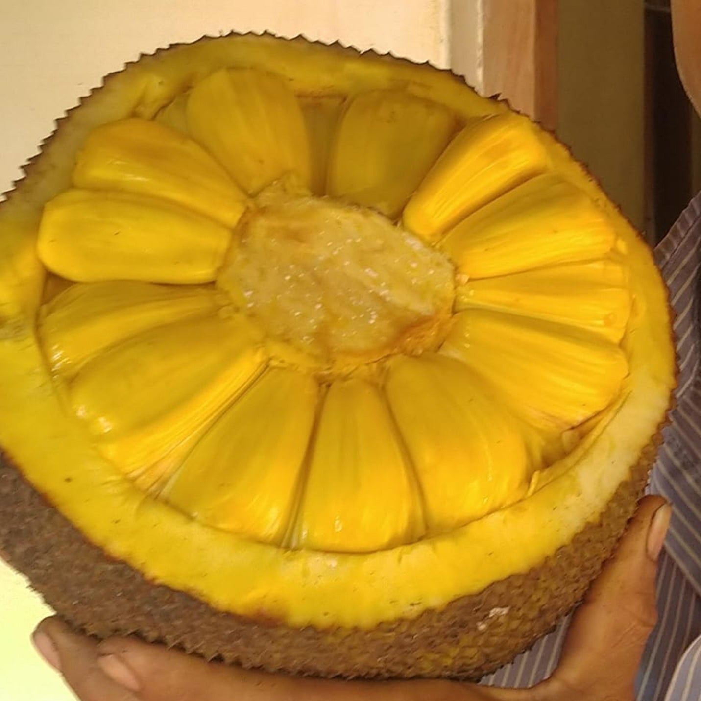 Sampoorna Jack Live Plant (Artocarpus heterophyllus)