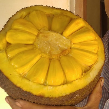 Sampoorna Jack Live Plant (Artocarpus heterophyllus)