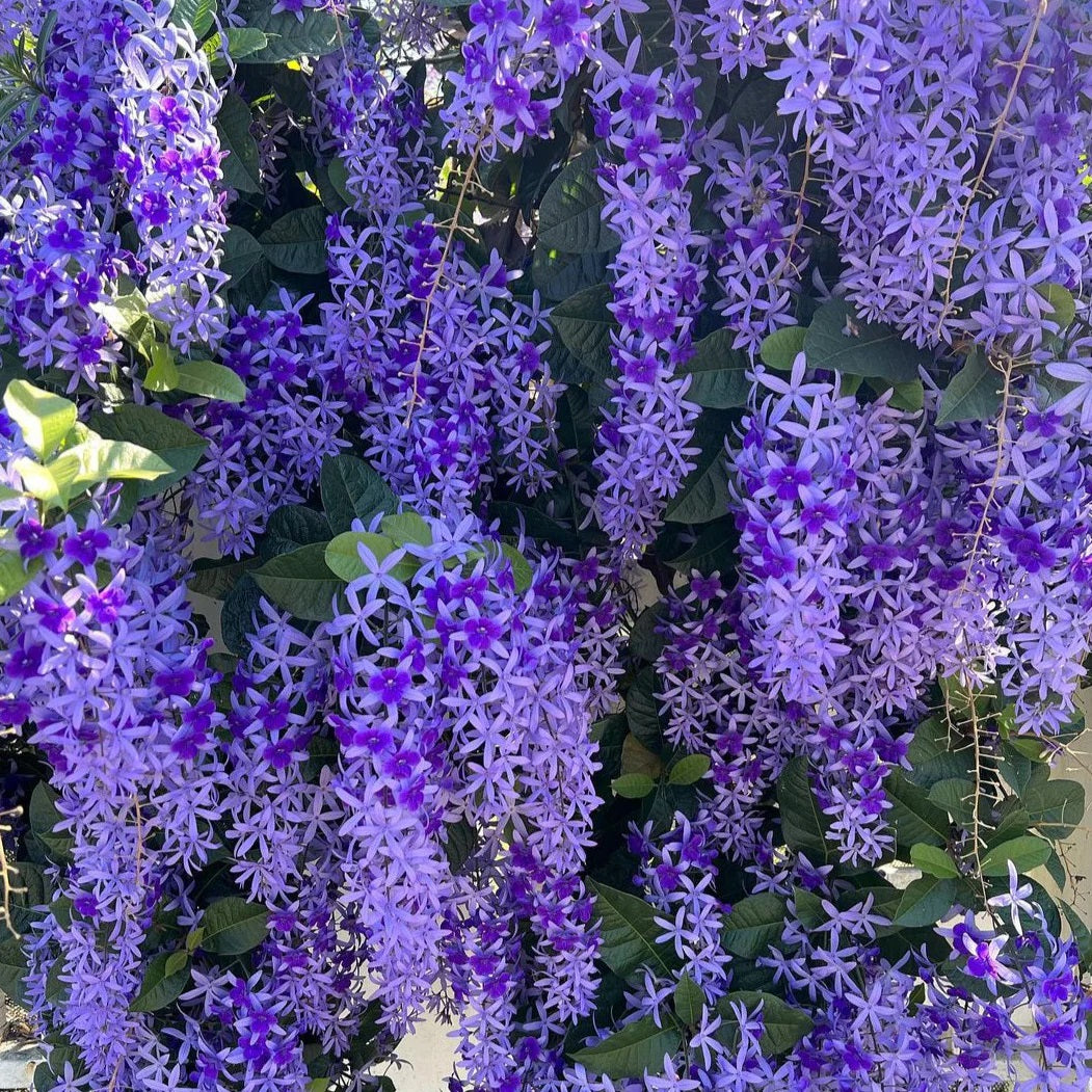 Petrea Violet Live Plant ( Petrea volubilis )