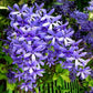 Petrea Violet Live Plant ( Petrea volubilis )