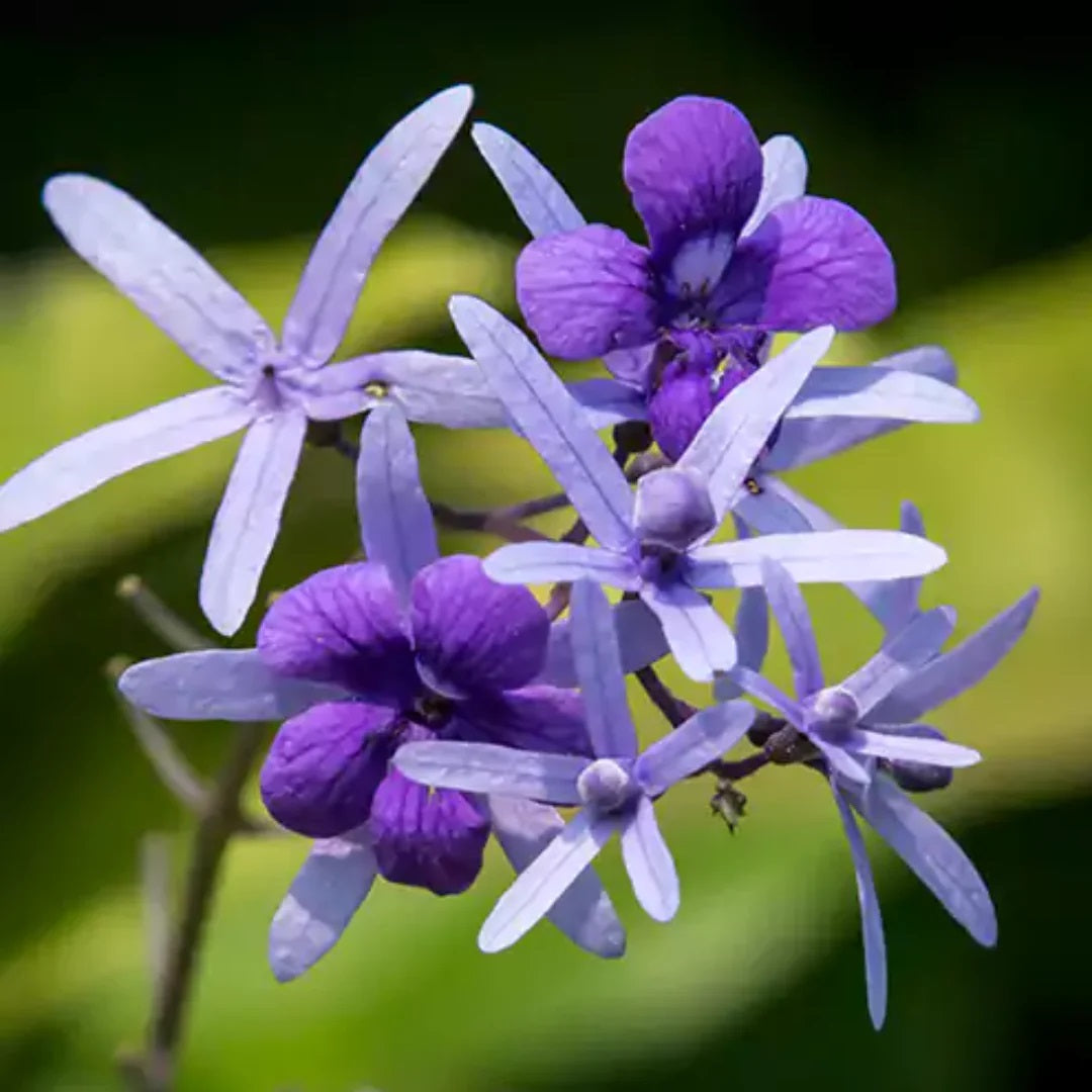 Petrea Violet Live Plant ( Petrea volubilis )