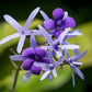 Petrea Violet Live Plant ( Petrea volubilis )