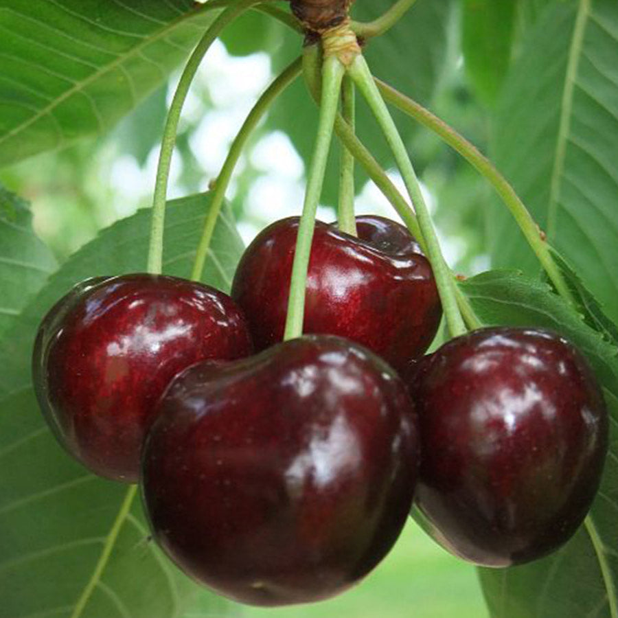 Santina Cherry Live Plant (prunus avium)