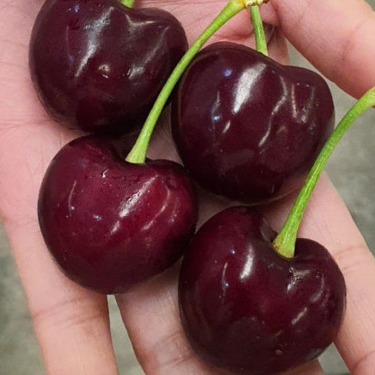 Santina Cherry Live Plant (prunus avium)