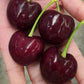 Santina Cherry Live Plant (prunus avium)