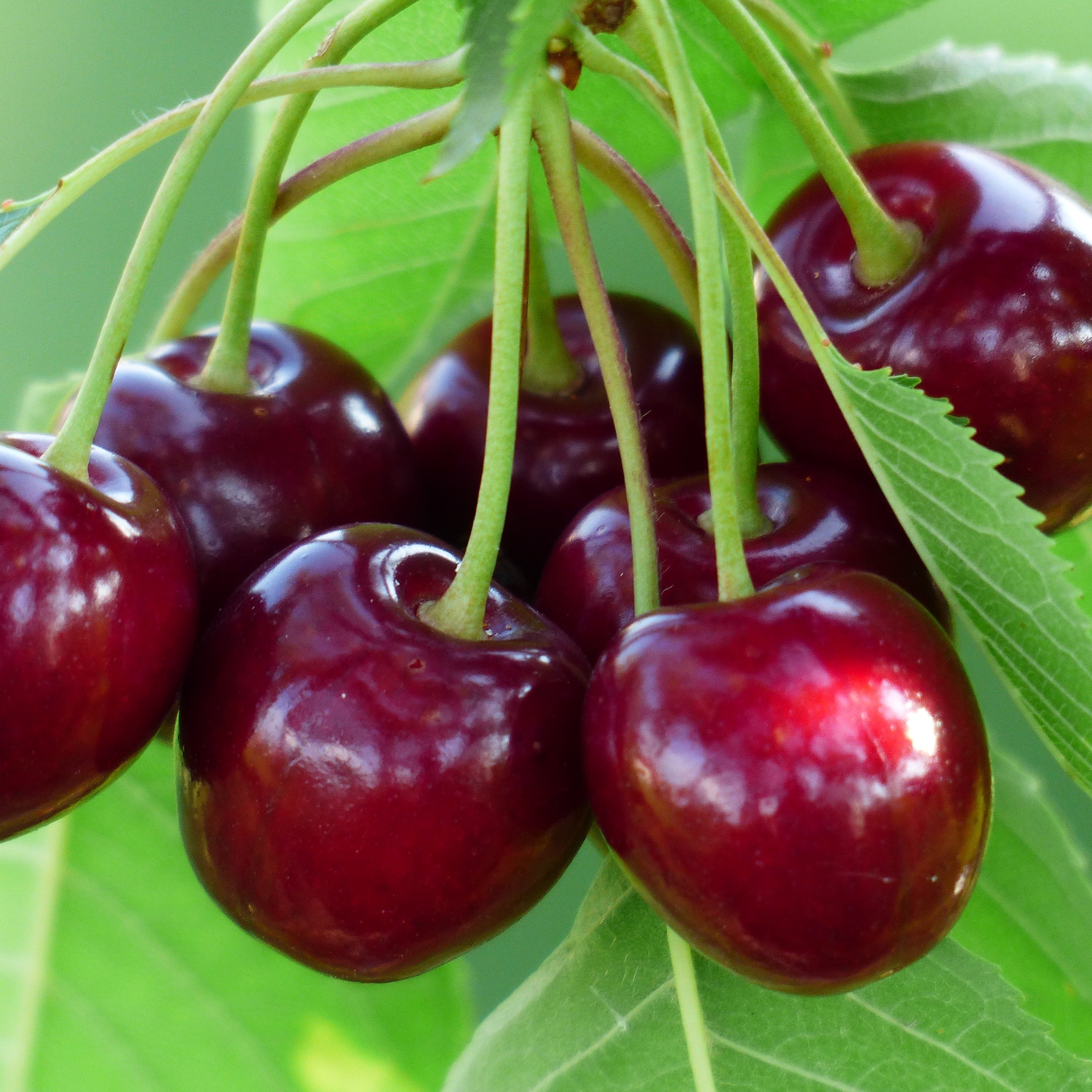 Santina Cherry Live Plant (prunus avium)
