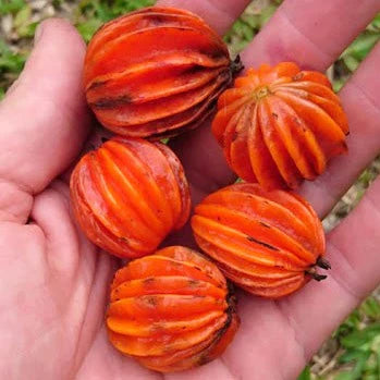 Araca Piranga Fruit Plant (Eugenia Multicostata)